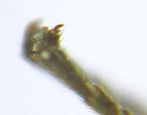 Réf. 304 793 : Ardis pallipes
