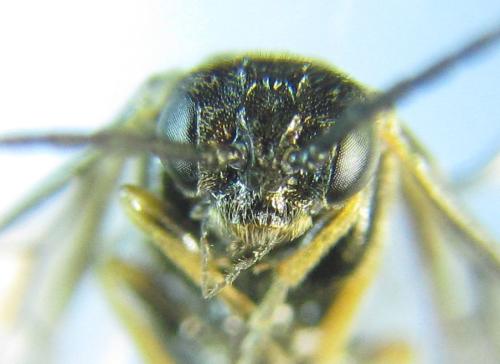 Réf. 304 615 : Pseudodineura fuscula
