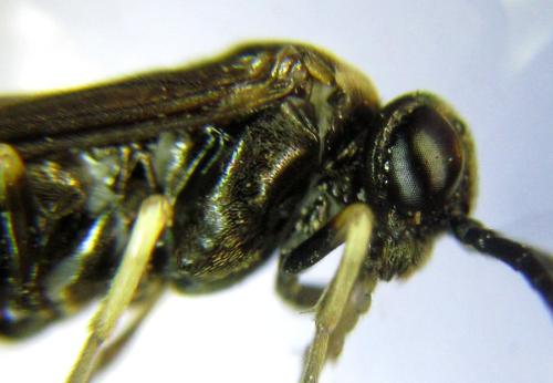 Ardis pallipes