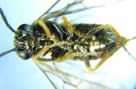 Réf. 304 616 : Pseudodineura fuscula