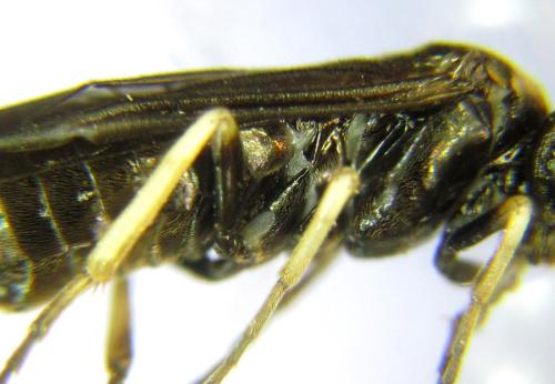 Réf. 304 795 : Ardis pallipes
