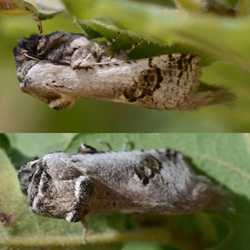 Parahypopta caestrum