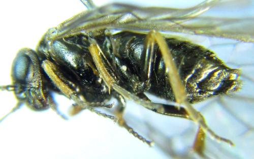 Réf. 304 617 : Pseudodineura fuscula