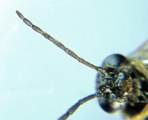 Pseudodineura fuscula