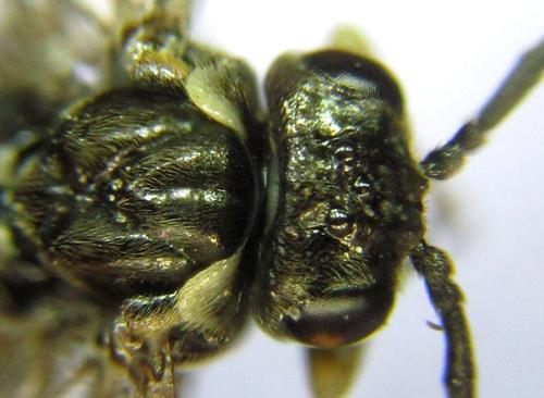 Réf. 304 797 : Ardis pallipes
