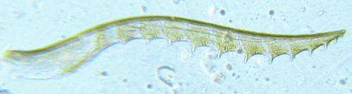 Pseudodineura fuscula