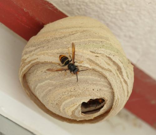 Vespa velutina