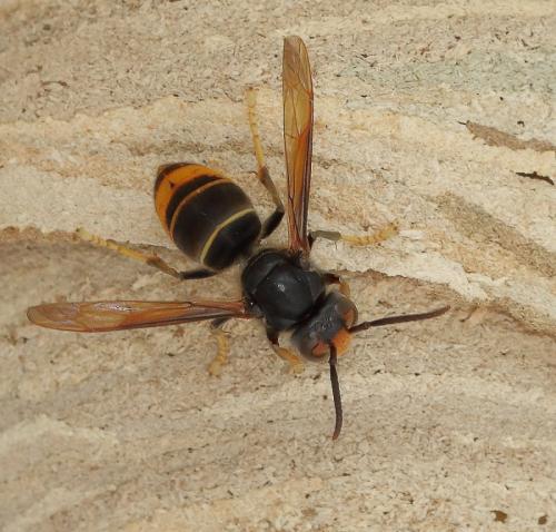 Vespa velutina