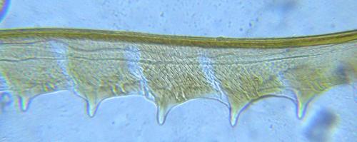 Pseudodineura fuscula