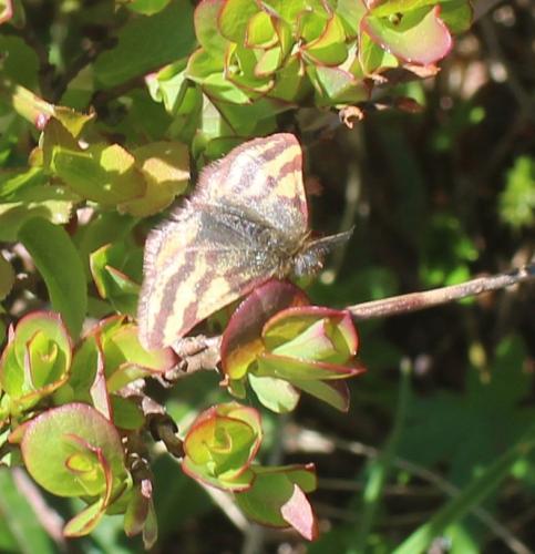 Lythria plumularia