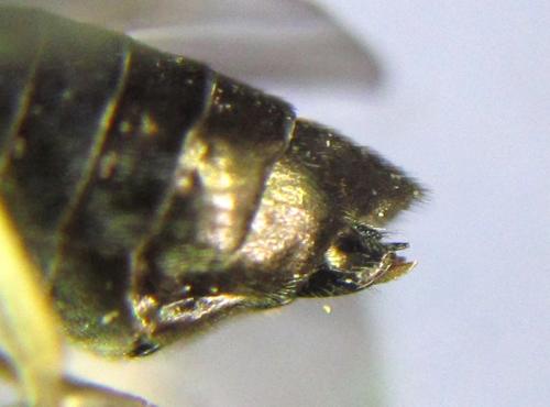 Réf. 304 799 : Ardis pallipes