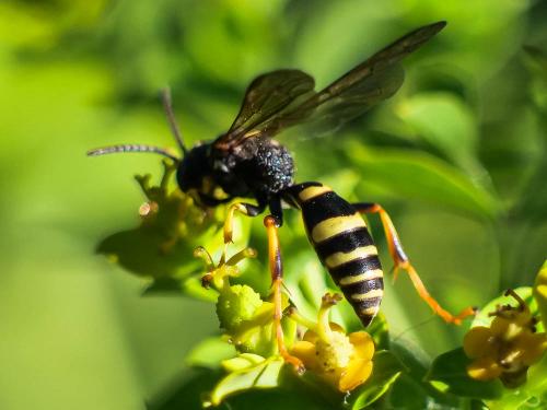 Gorytes sp.