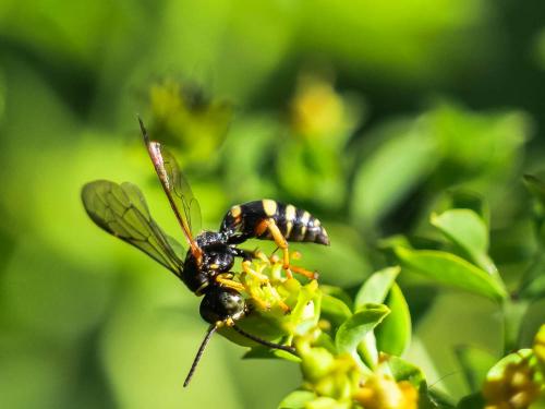 Gorytes sp.