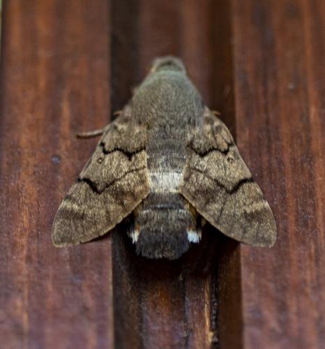 Réf. 304 514 : Macroglossum stellatarum