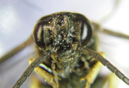 Réf. 304 800 : Ardis pallipes