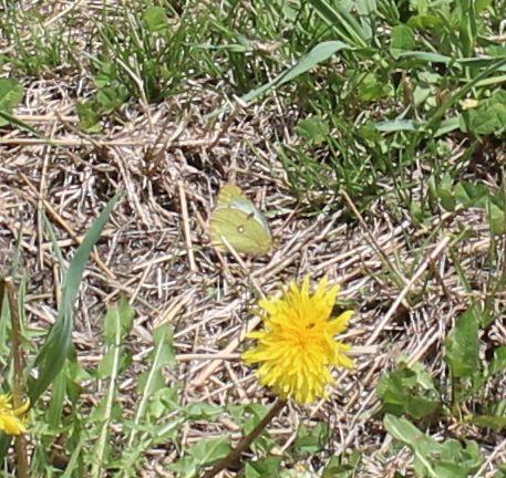 Colias sp.