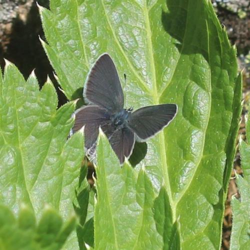 Cupido minimus