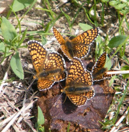 Réf. 304 425 : Melitaea cinxia