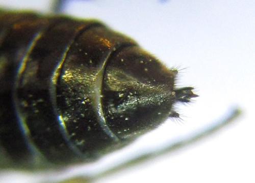 Ardis pallipes