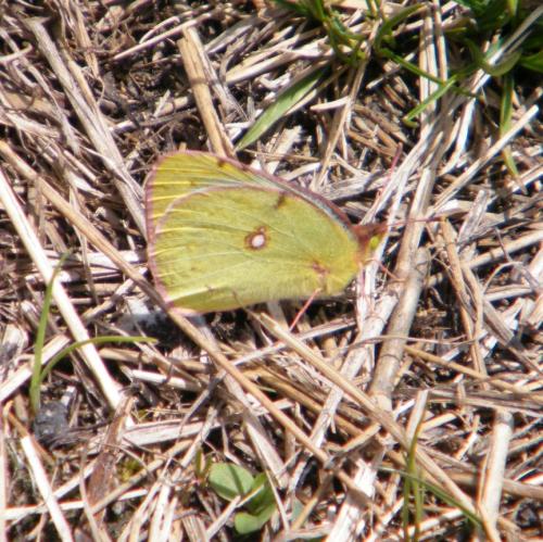 Colias sp.