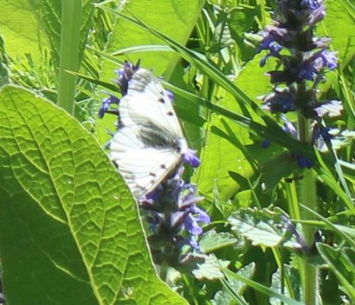 Réf. 304 020 : Parnassius mnemosyne