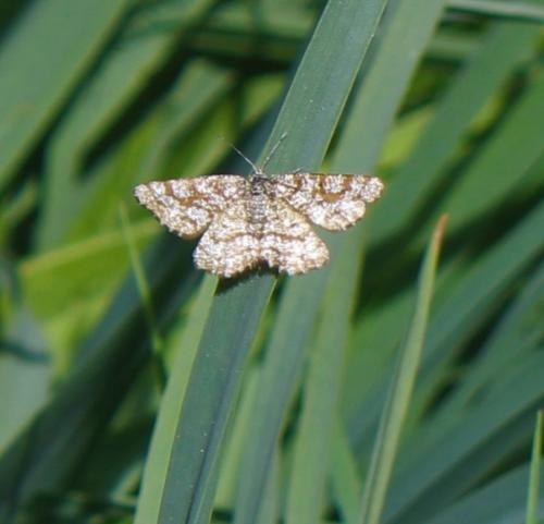 Ematurga atomaria