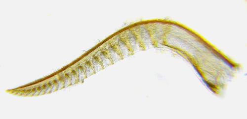Réf. 304 802 : Ardis pallipes