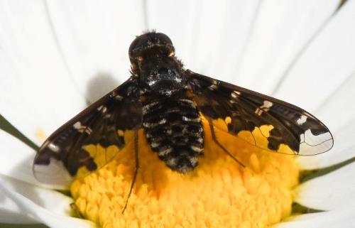 Réf. 304 590 : Exoprosopa sp.