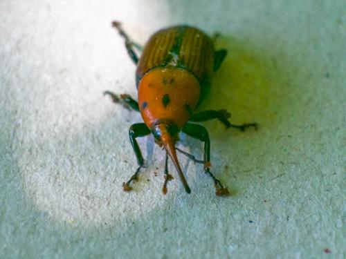 Réf. 304 458 : Rhynchophorus ferrugineus