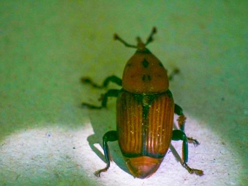 Rhynchophorus ferrugineus
