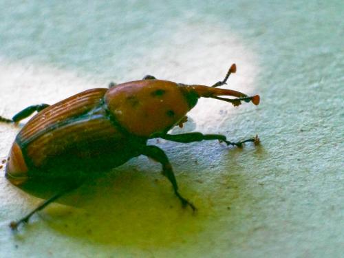 Rhynchophorus ferrugineus