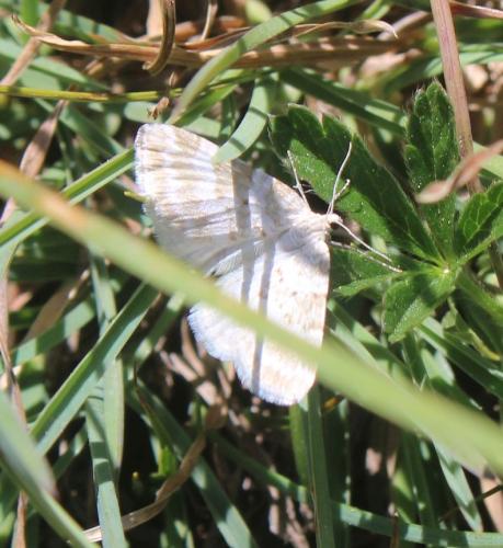 Perizoma albulata