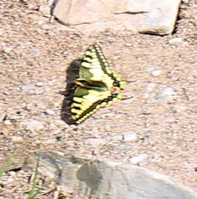 Papilio machaon
