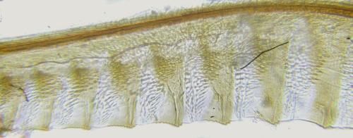 Ardis pallipes
