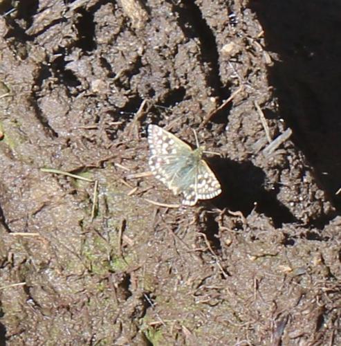 Pyrgus sp.