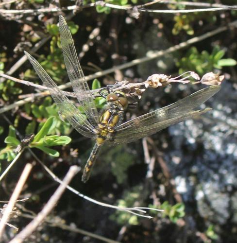 Leucorrhinia dubia