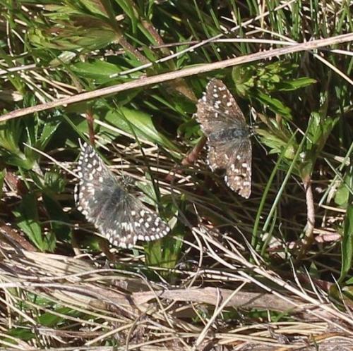 Pyrgus sp.