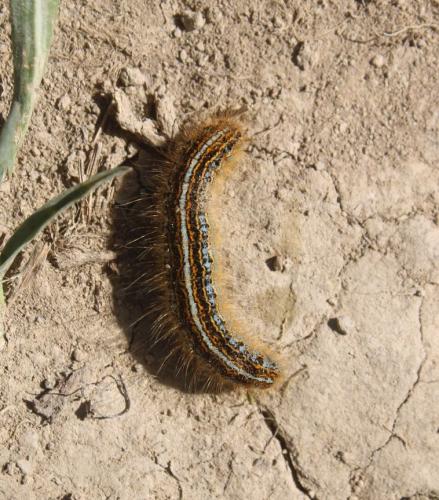 Malacosoma sp.