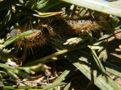 Malacosoma sp.