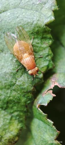 Réf. 304 976 : Sapromyzosoma sp.