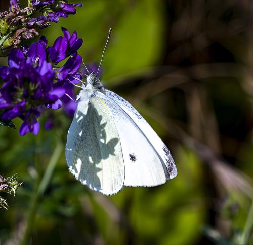 Réf. 304 933 : Pieris rapae