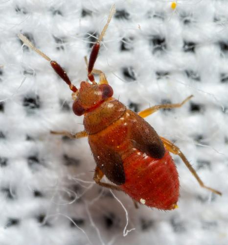 Atractotomus sp.