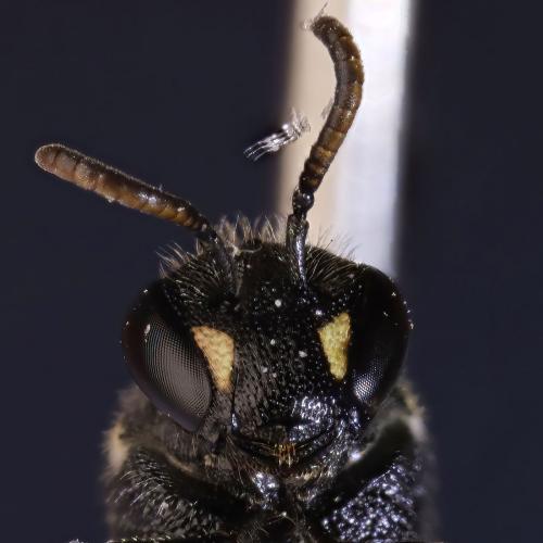 Hylaeus sp.