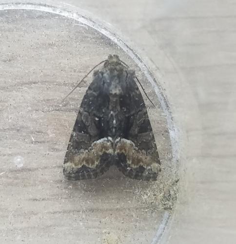 Réf. 304 121 : Oligia latruncula
