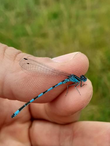 Coenagrion mercuriale