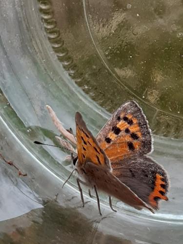 Réf. 304 164 : Lycaena phlaeas
