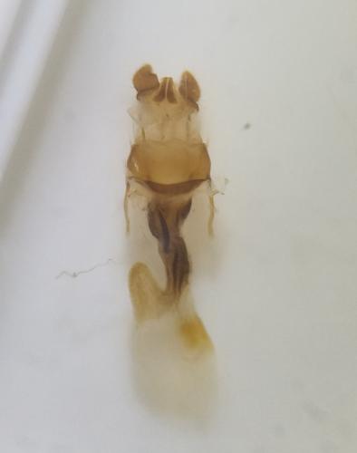 Réf. 304 122 : Oligia latruncula