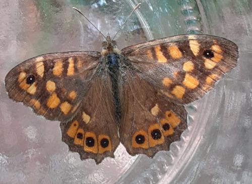 Pararge aegeria