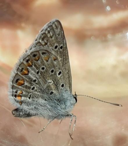 Polyommatus icarus