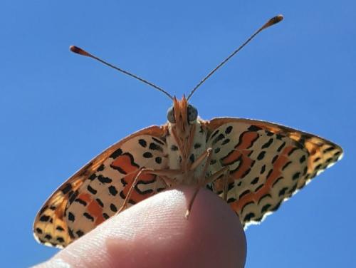 Melitaea didyma